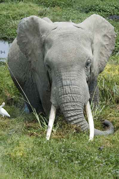 Elefante - parque nacional de Amboseli - Kenia 4.jpg